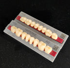 Yamahachi Acrylic Resin Teeth, Posterior 30 Degrees C1 to C4 (per card)