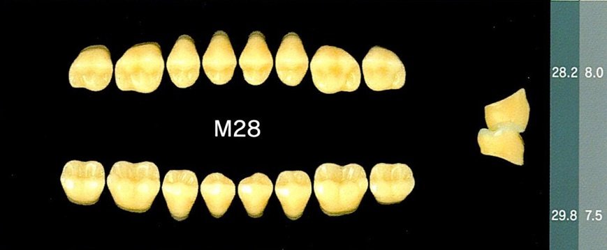 Yamahachi Acrylic Resin Teeth, Posterior 30 Degrees D2-D3 (per card)