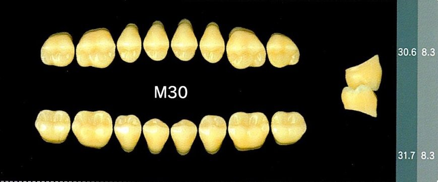 Yamahachi Acrylic Resin Teeth, Posterior 30 Degrees B1 to B4 (per card)