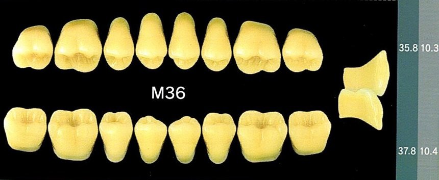 Yamahachi Acrylic Resin Teeth, Posterior 30 Degrees B1 to B4 (per card)