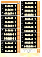 Yamahachi Composite Resin Teeth Posterior Shade W05 Bleach (Per Card)