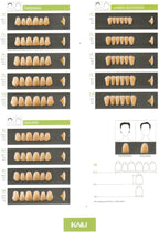 Kaili Synthetic Polymer Teeth HUGE Dental, Anterior, Shade(D2-D4)  (per card)