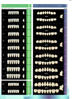 Yamahachi Acrylic Resin Teeth(Shades:A1-A4)