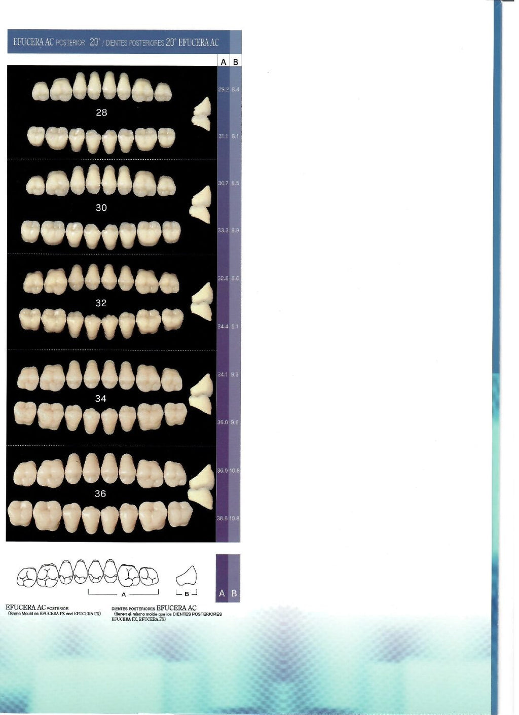 Yamahachi Acrylic Resin Teeth Shade W05 Bleach (Per Card)